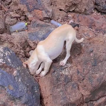 Wild puppies and wild monkeys!