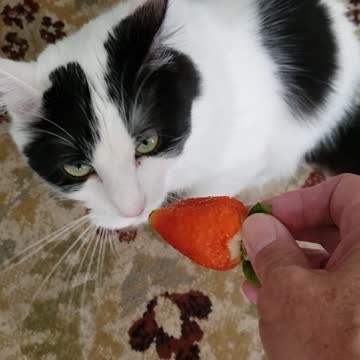 Quality control 😸