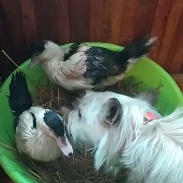 Luna takes care of the ducks