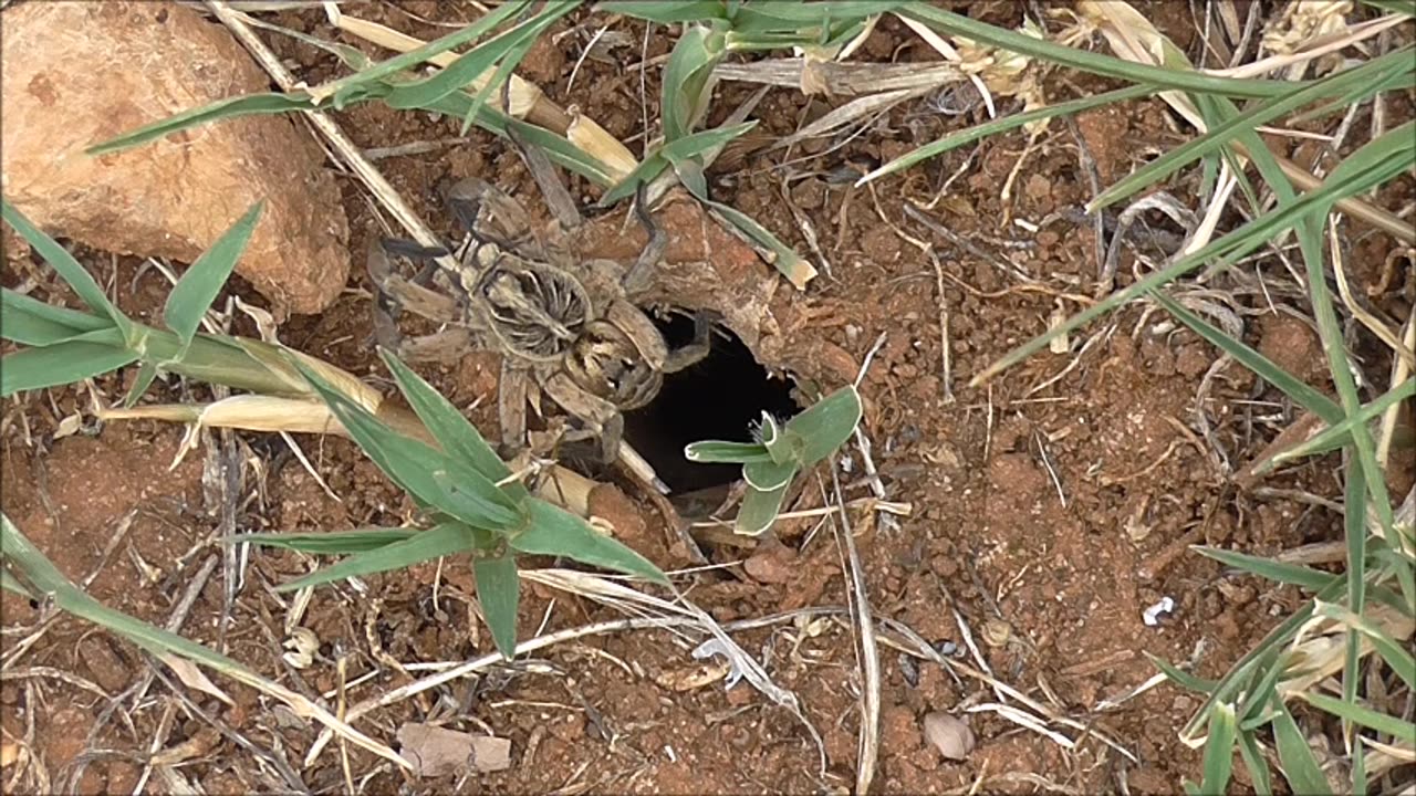 Wolf Spider Gets Some Peace And Quiet