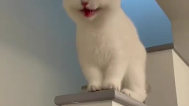 Funny cat laughing ❤️