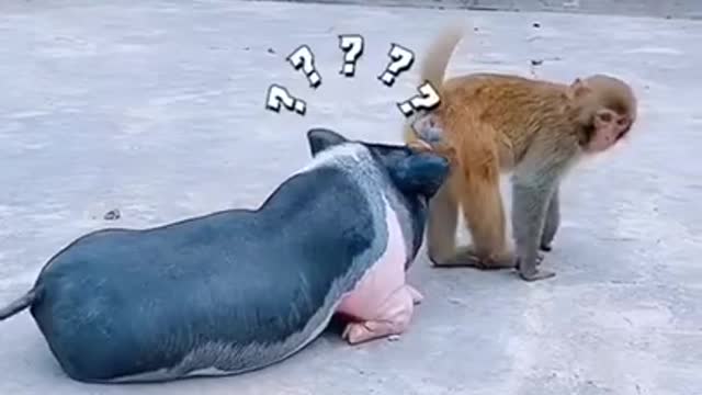 What this monkey means video