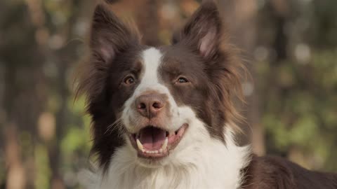 Smiling dog