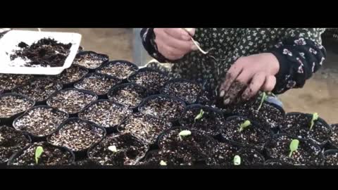 How does the watermelon growing process work?