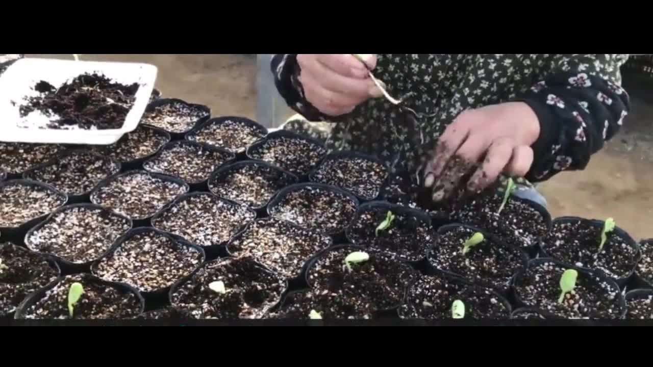 How does the watermelon growing process work?
