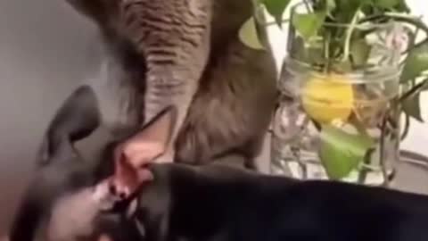 Angry Cats VS Dogs Funny Compilation 2017 !!!