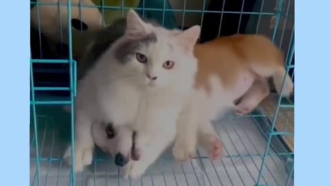 Bagad Billa funny video