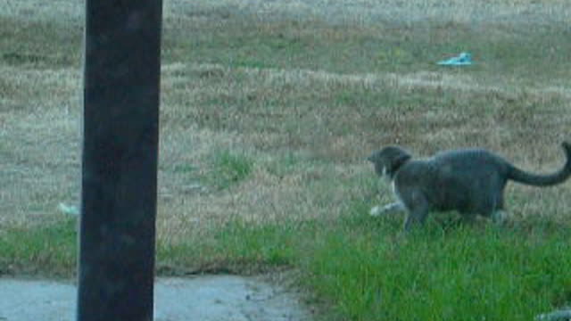 Short of Smokie playing in the yard