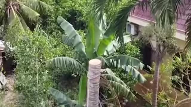 TRY NOT TO WATCH THIS ! HARD WORKING GUY,