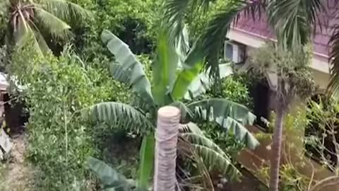 TRY NOT TO WATCH THIS ! HARD WORKING GUY,