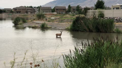 Deer in neighborhood pond