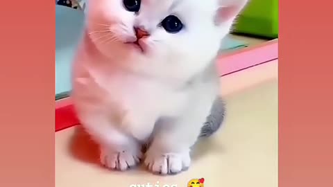 Cute cat😍😍😍