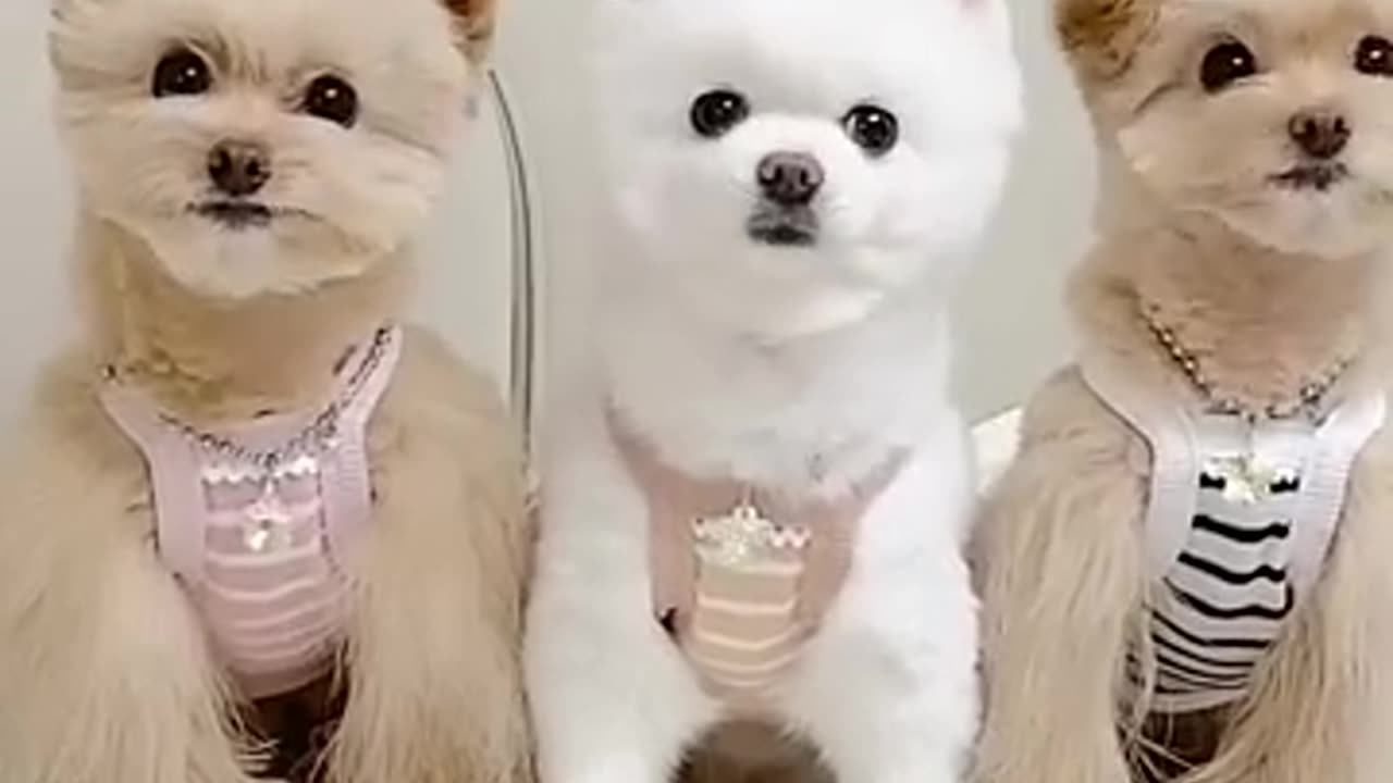 CUTIE DOG FUNNY VIDEO.