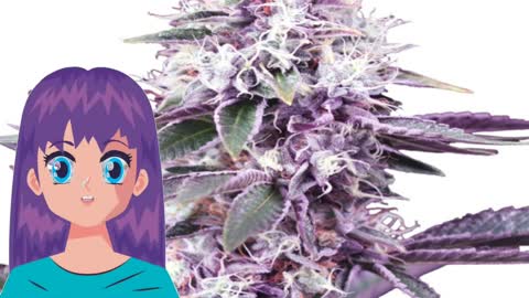 Gealato Kush – Gea Seeds