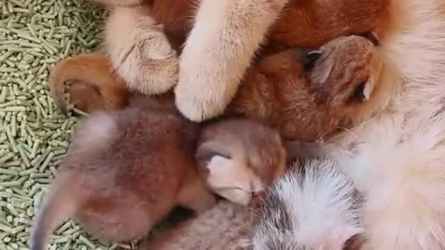 Mono kitten playing with his children