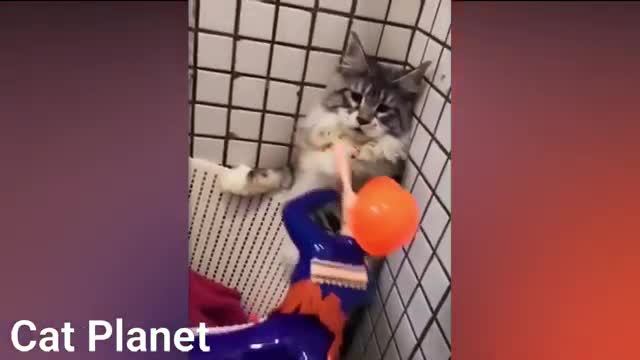 FUNNY CUTE CATS TTY NOT TO LAUGH