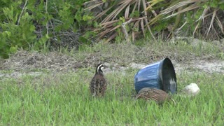 Bob White Quail feeding