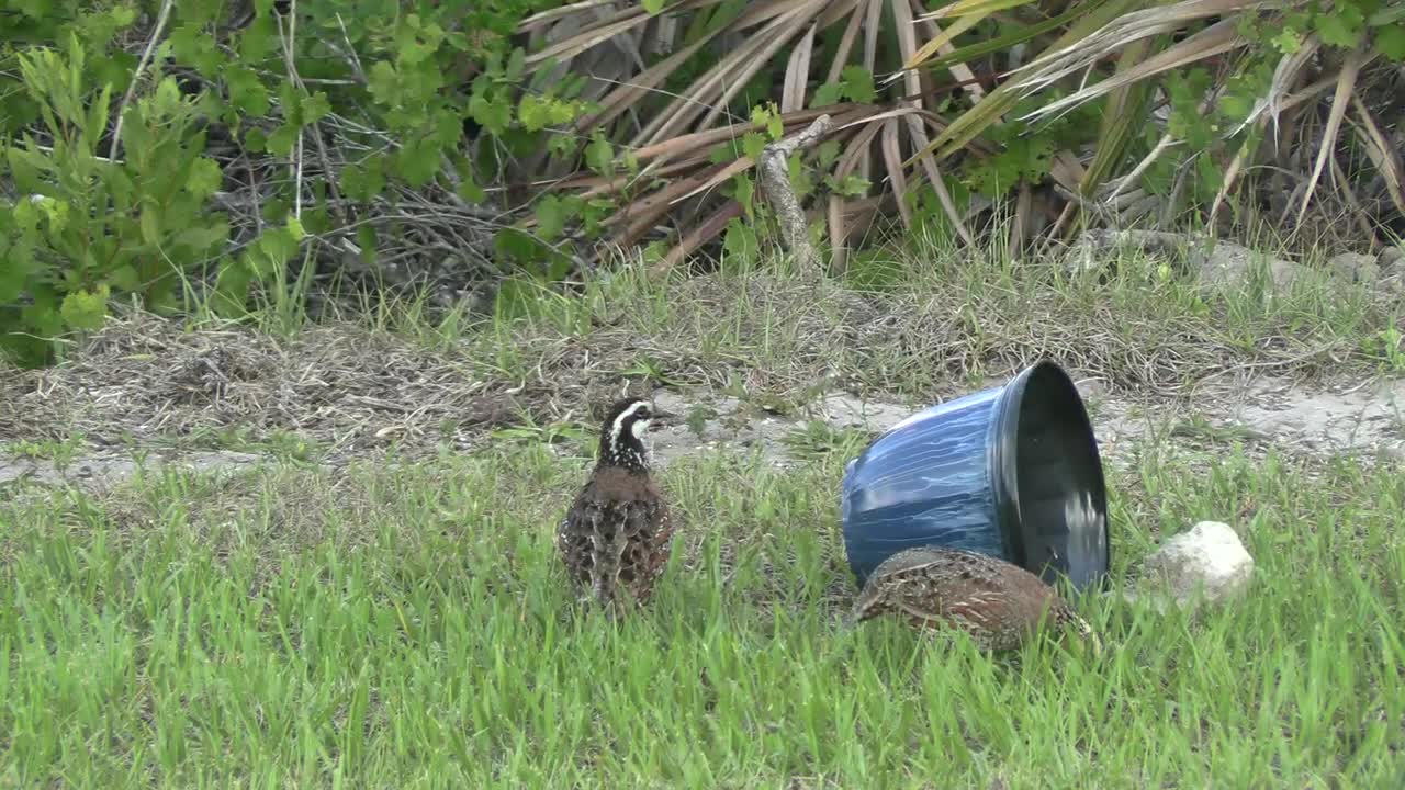 Bob White Quail feeding