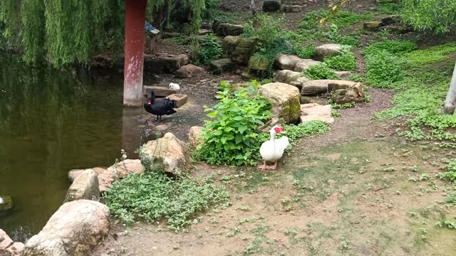 Elegant Swan and its two guards!