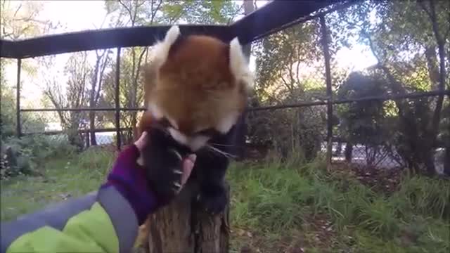 Captivating Tamed Red Pandas