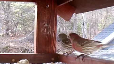 Male and Female Purple Finch