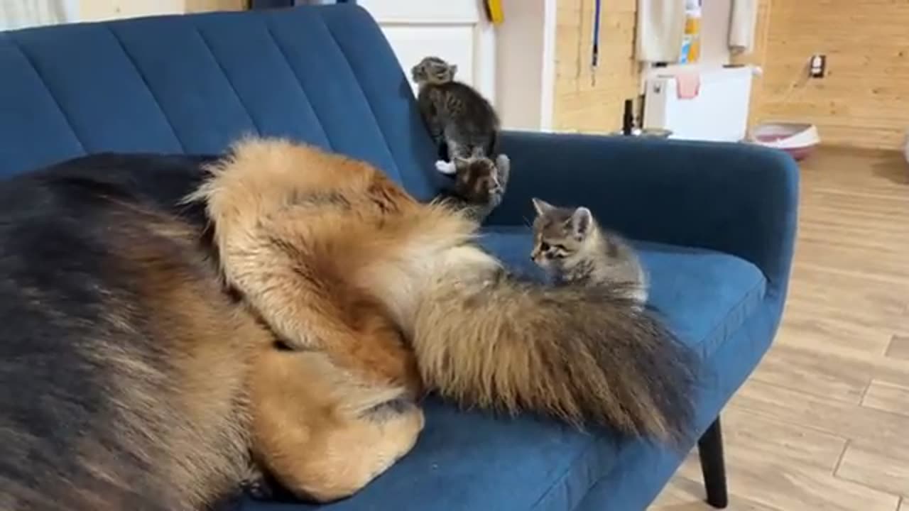 5 Kittens Climb All Over German Shepherd | His Reaction Will Melt Your Heart