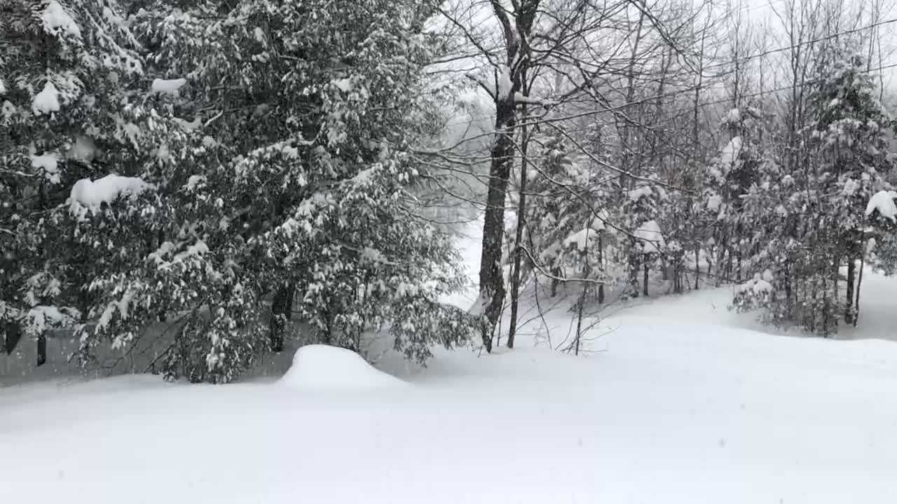 Snow falling in the forest