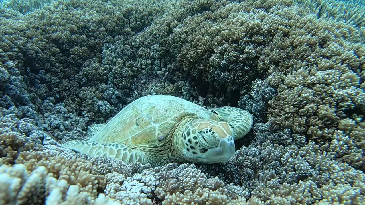 Turtle naps in a bed of coral