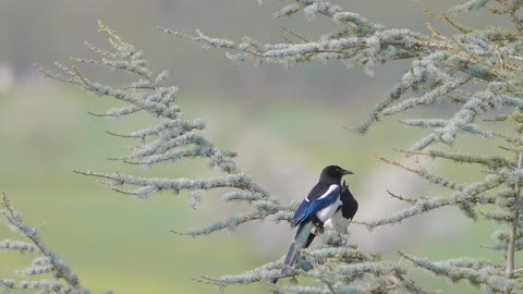 Splendid birds