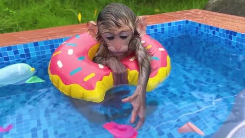 Baby monkey Bon Bon plays swing with puppy and swims with rainbow balloons