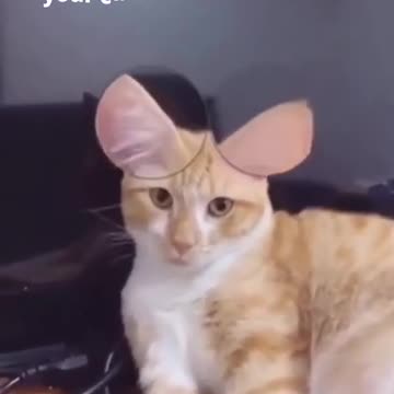 CUTE AND FUNNY CAT VIDEOS