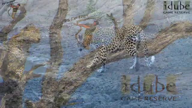 Scotia Female Leopard Watches A Nile Crocodile - African Wildlife Sightings_Cut.mp4