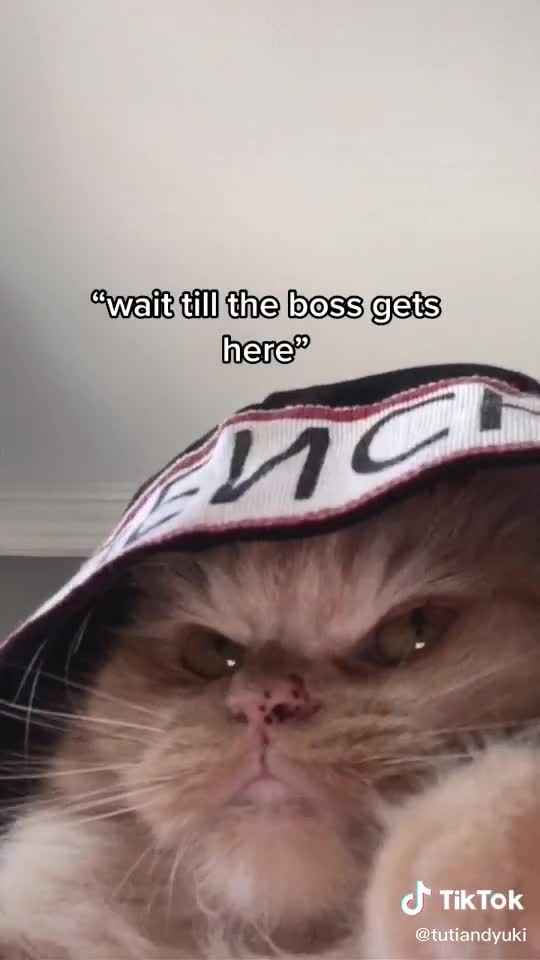 Baby Cats - Cute and Funny Cat Videos Compilation #2 ||