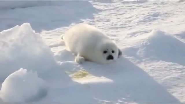 Snow White Seal Looking For her Mother