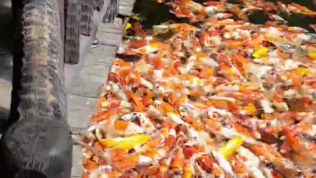 Feeding thousands of fish is unbelievable