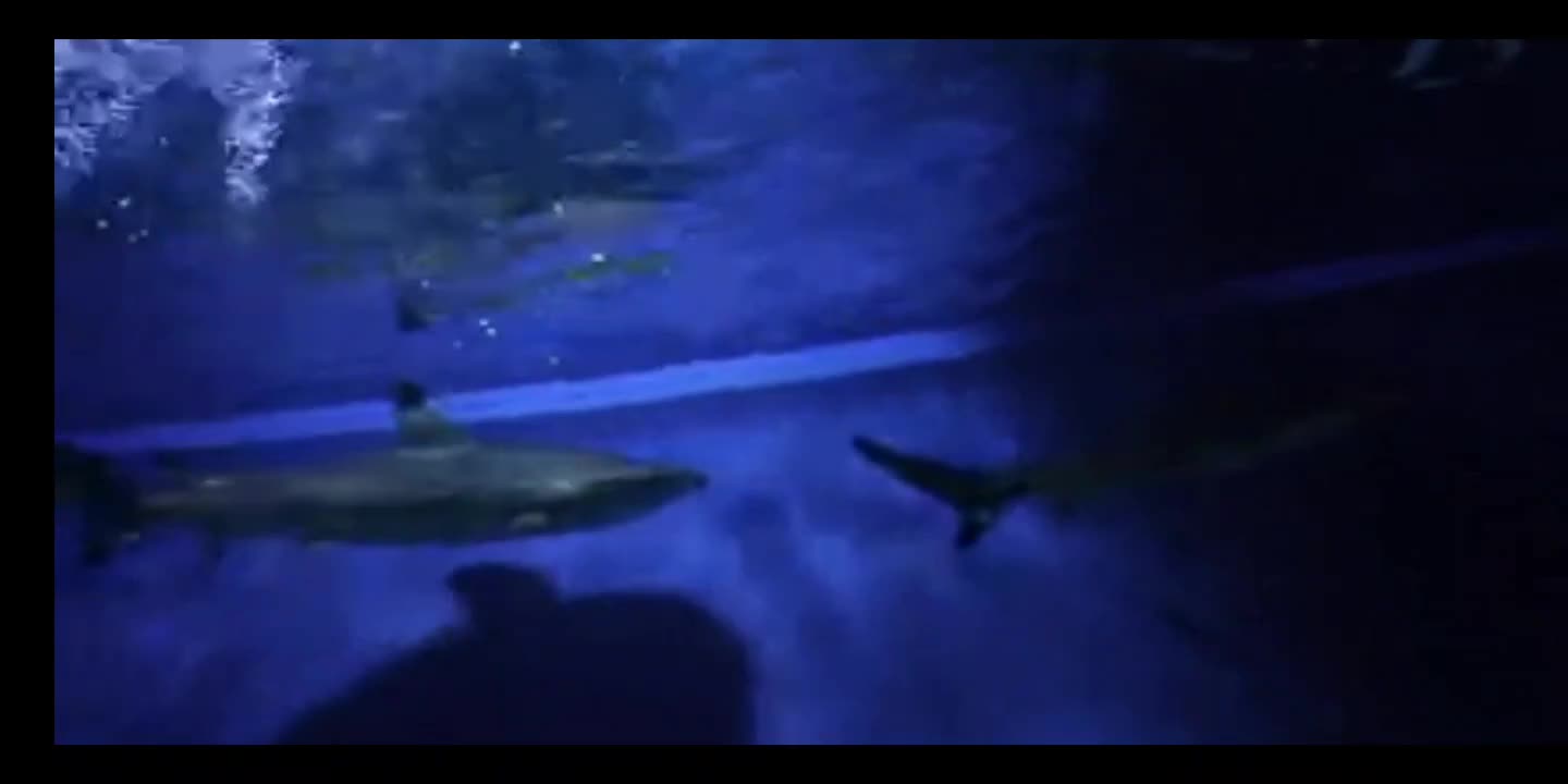 Shark In a Tank