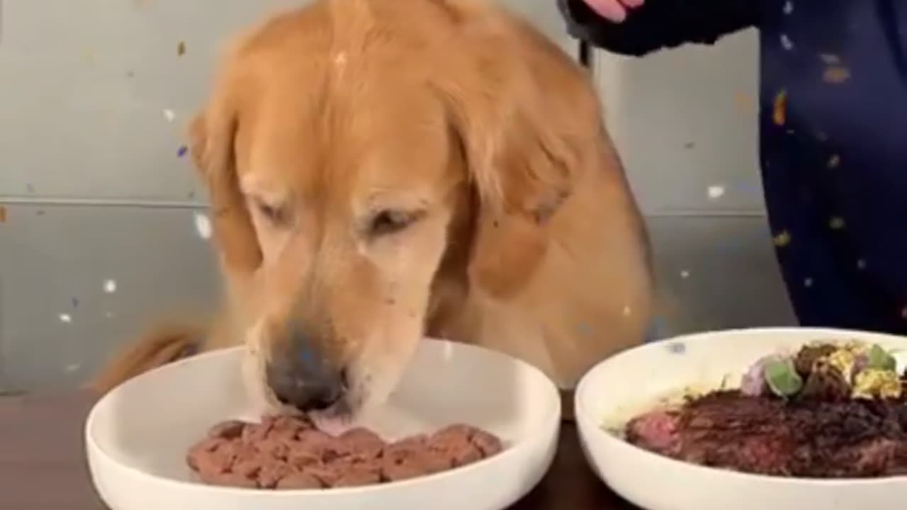 Feeding A Dog $1 VS $10,000 steak