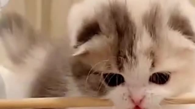 Most Cute Kitten in The World