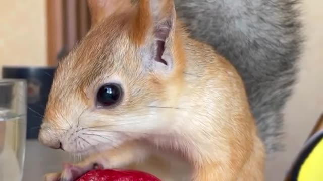 the squirrel has a tomato. surprised?