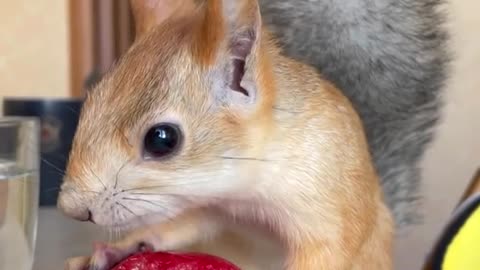 the squirrel has a tomato. surprised?