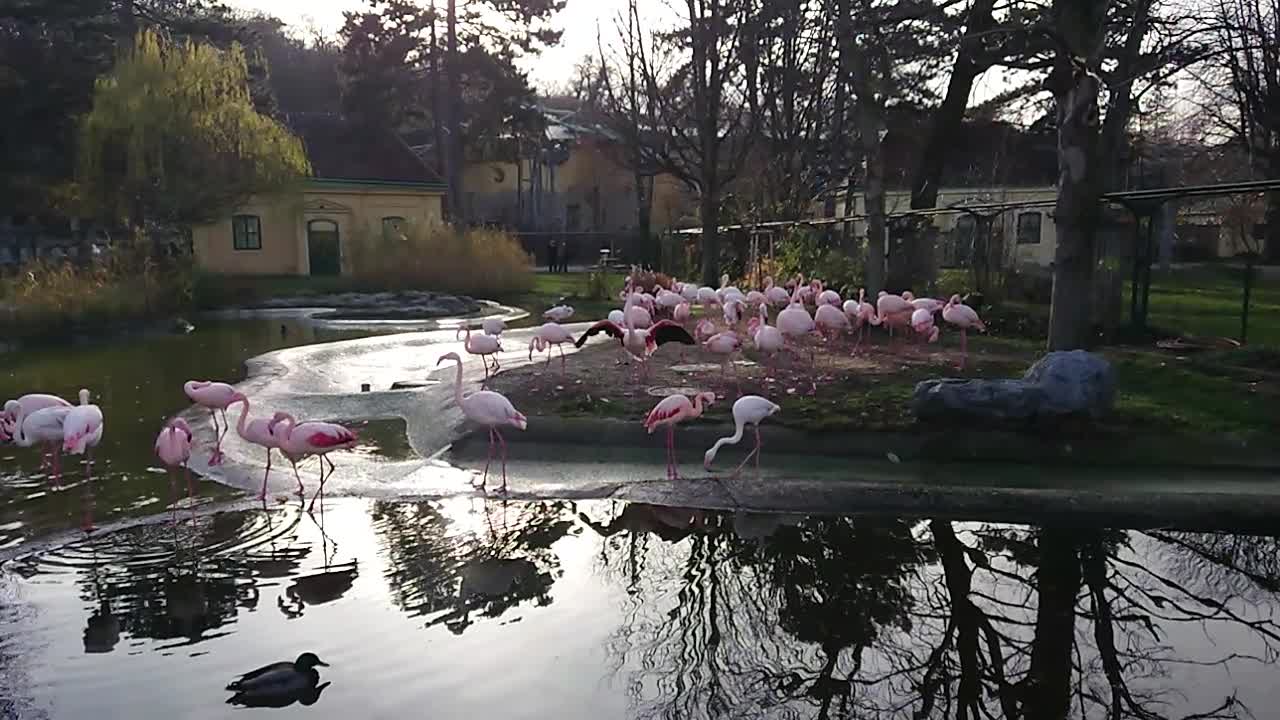 Amazing flamingos in the zoo