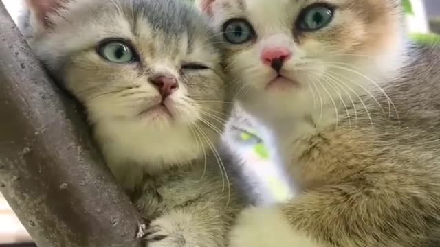 Cute little cats 🐈 😻