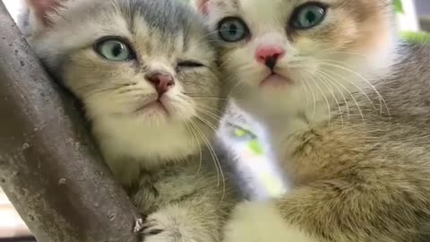 Cute little cats 🐈 😻