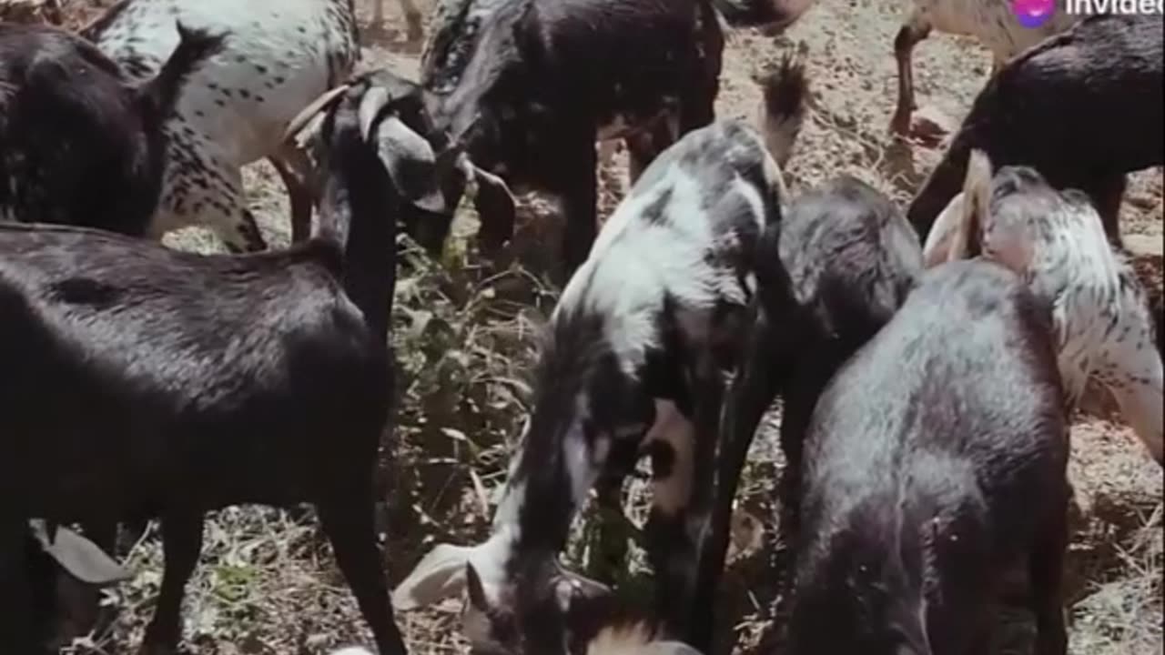 The Agile Goats- Farm's Playful Adventurers Revealed