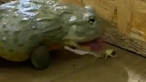 These animals are full of enthusiasm, keep you entertained