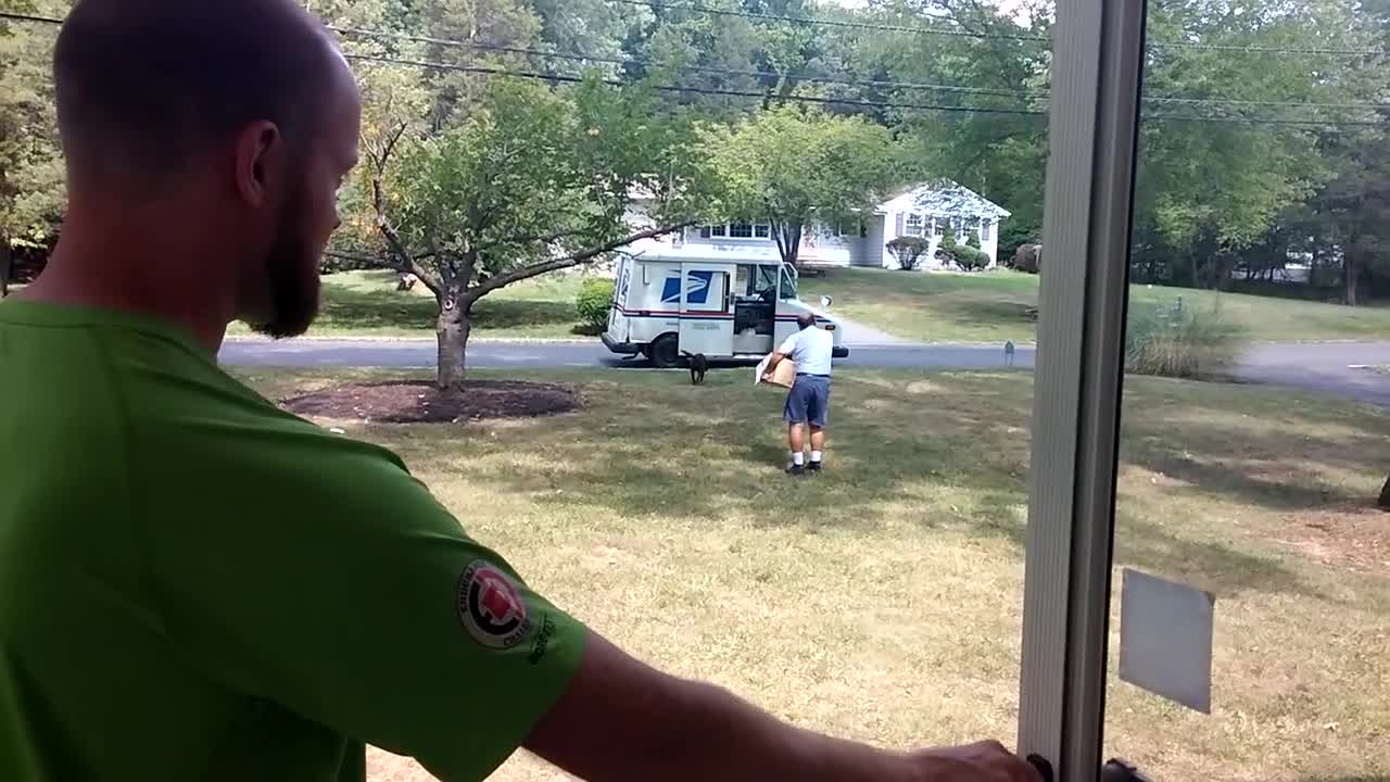 Ecstatic Dogs Run Across Yard To Greet The Mailman