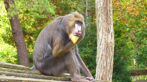 Curious monkeys eat alone in the beautiful atmosphere