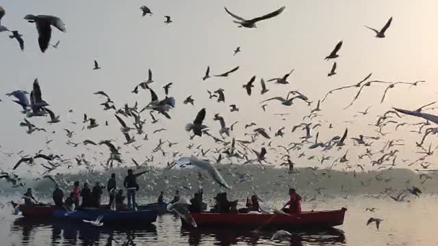 Seabirds are flying
