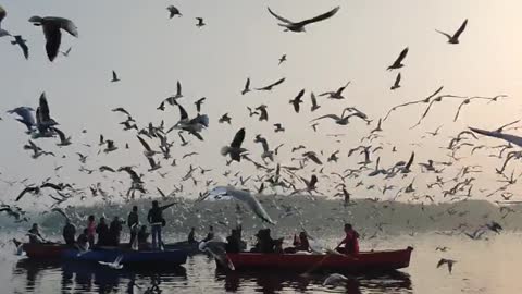 Seabirds are flying