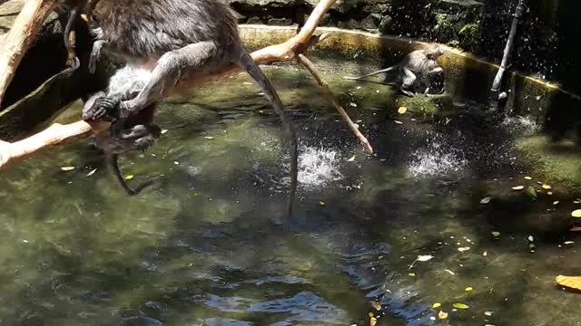 Monkeys having a pool party